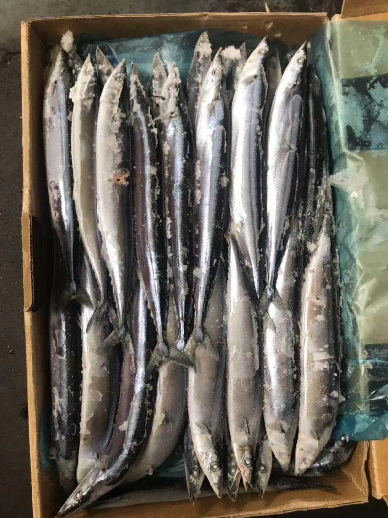 秋刀鱼2号高品质质量超级好