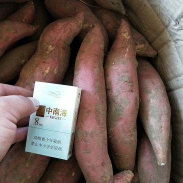 西瓜红【开封万隆红薯高质量高标准大量供应】