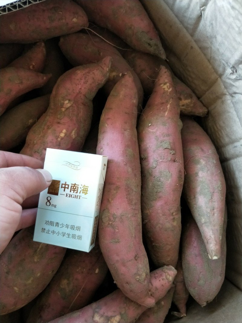西瓜红【开封万隆红薯高质量高标准大量供应】
