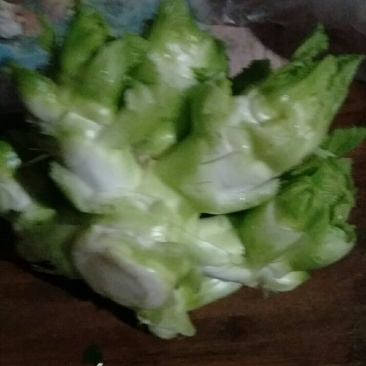 儿菜