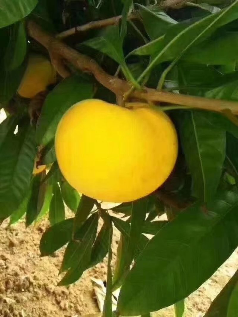 蛋黄果一件代发