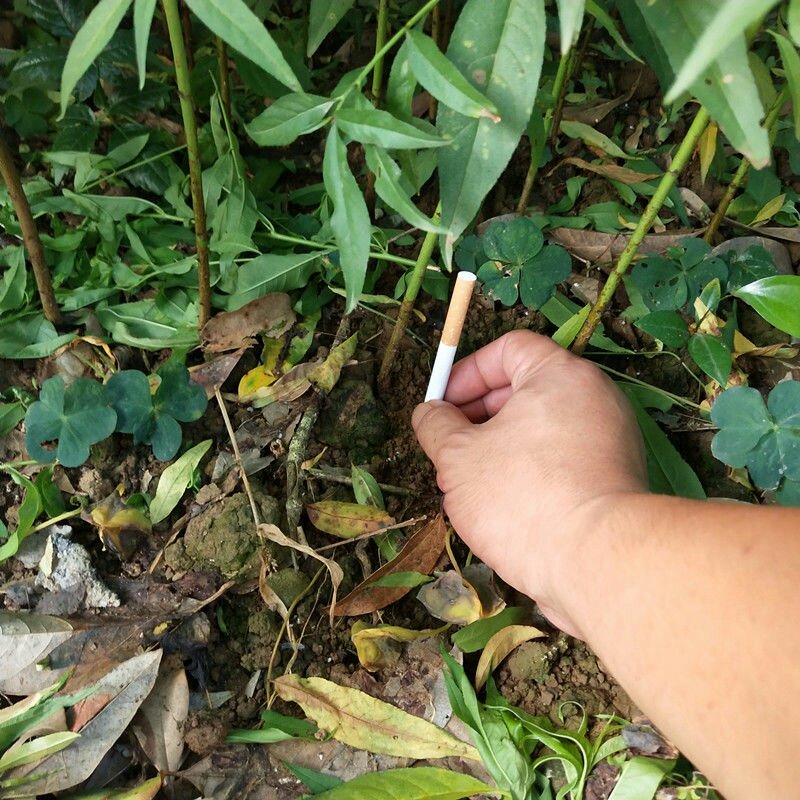 毛桃苗毛桃芽苗桃树苗李子嫁接砧木苗毛桃实生苗1000棵起