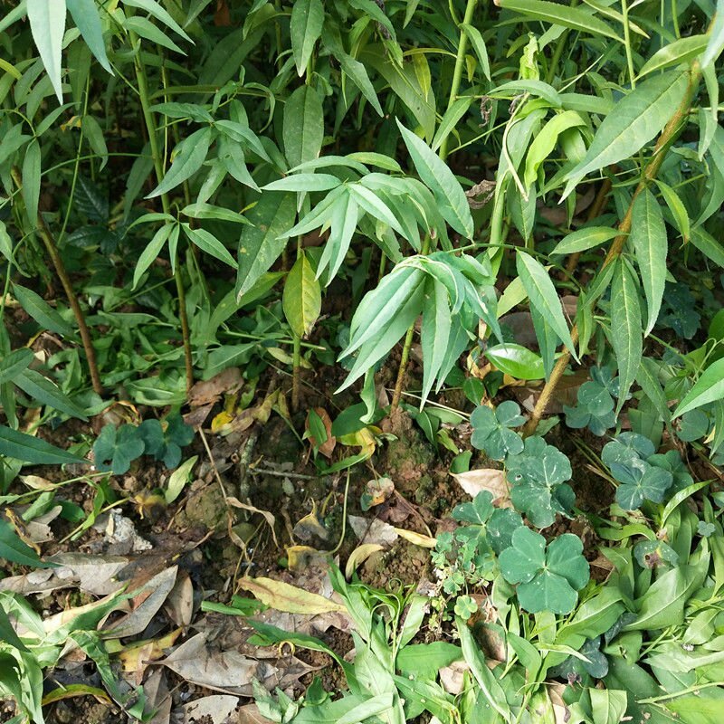 毛桃苗毛桃芽苗桃树苗李子嫁接砧木苗毛桃实生苗1000棵起