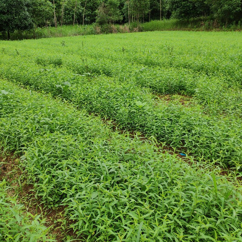 毛桃苗毛桃芽苗桃树苗李子嫁接砧木苗毛桃实生苗1000棵起