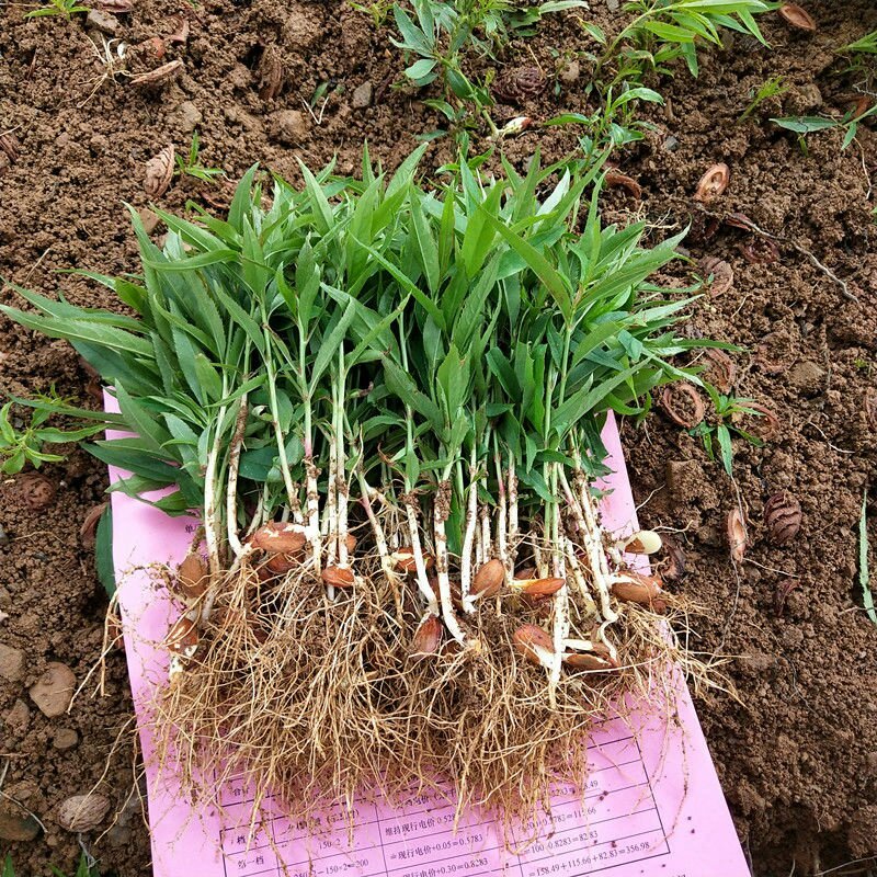 毛桃苗毛桃芽苗桃树苗李子嫁接砧木苗毛桃实生苗1000棵起