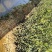 【有好货样品】江西嫁接高产油茶苗营养杯苗20起