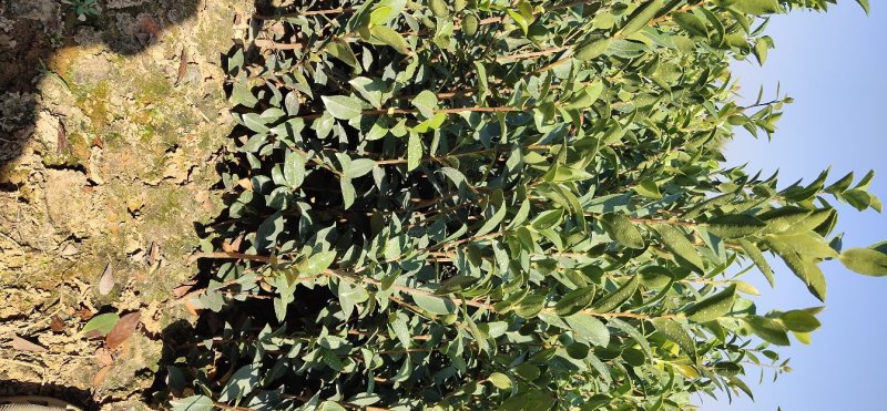 【有好货样品】江西嫁接高产油茶苗营养杯苗20起