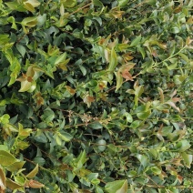 【有好货样品】江西嫁接高产油茶苗营养杯苗20起
