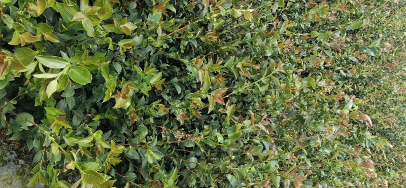 【有好货样品】江西嫁接高产油茶苗营养杯苗20起
