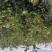 【有好货样品】江西嫁接高产油茶苗营养杯苗20起