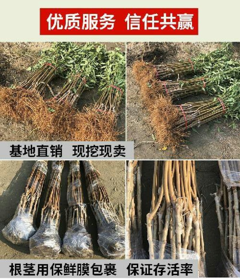毛桃苗毛桃芽苗桃树苗李子嫁接砧木苗毛桃实生苗1000棵起