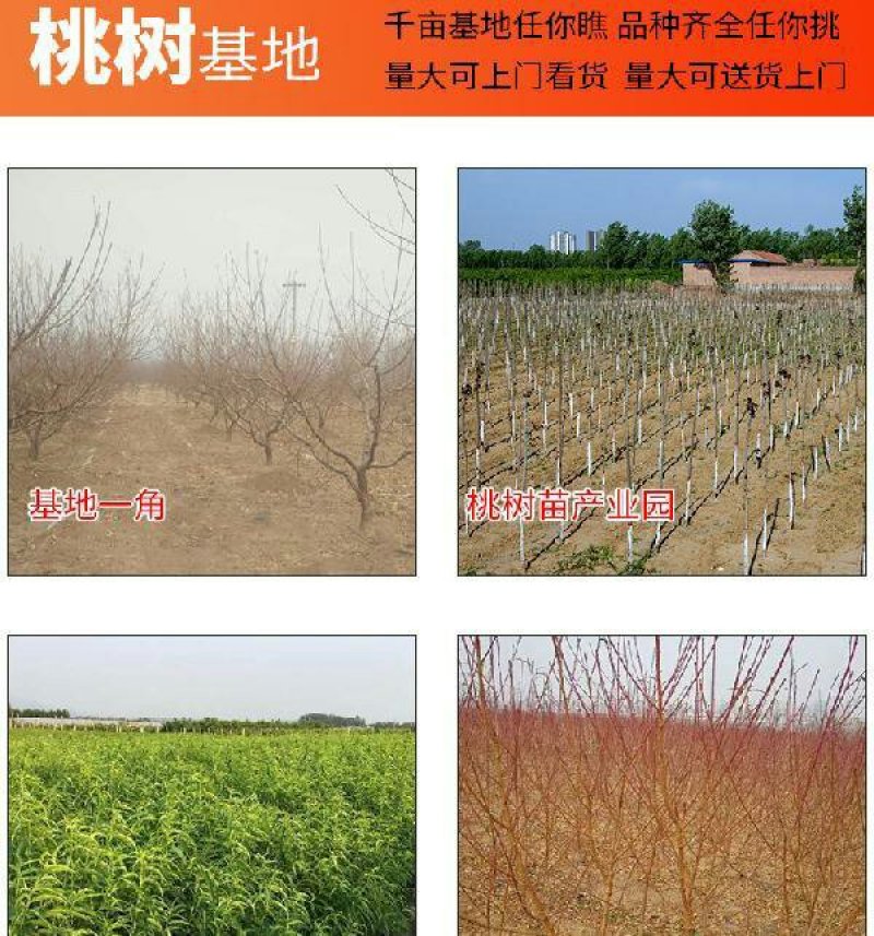 毛桃苗毛桃芽苗桃树苗李子嫁接砧木苗毛桃实生苗1000棵起