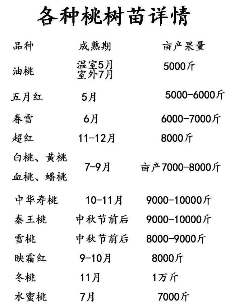 毛桃苗毛桃芽苗桃树苗李子嫁接砧木苗毛桃实生苗1000棵起