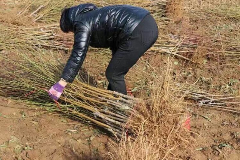 毛桃苗毛桃芽苗桃树苗李子嫁接砧木苗毛桃实生苗1000棵起