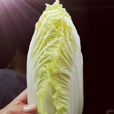 娃娃菜