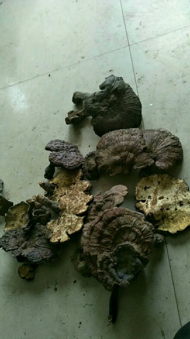 野生灵芝