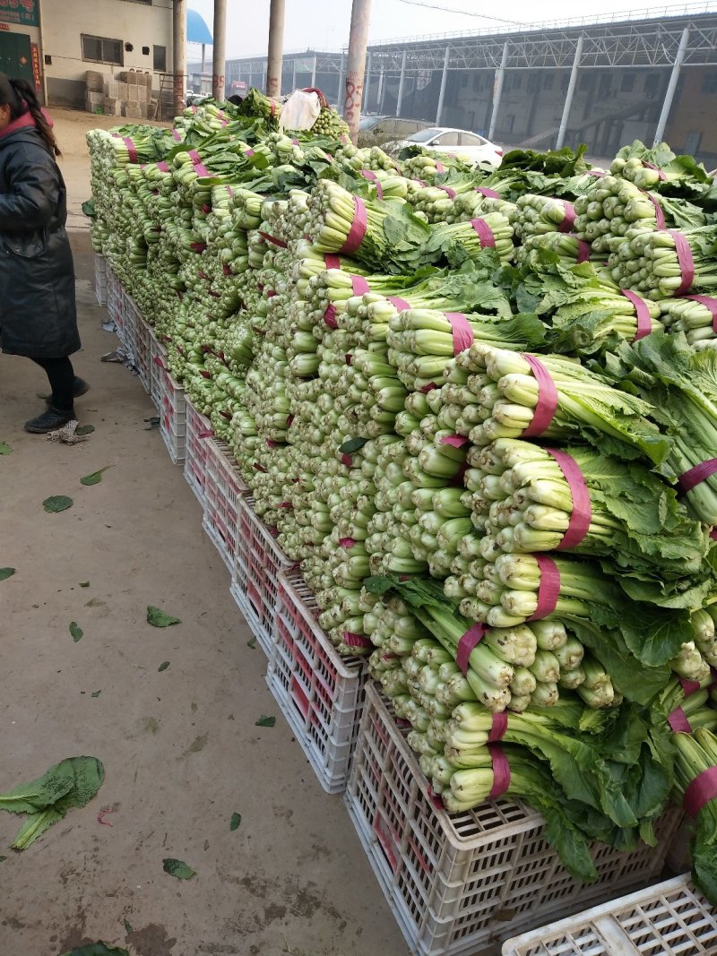 小白菜产地，专业供应大型超市和走市场批发的客户