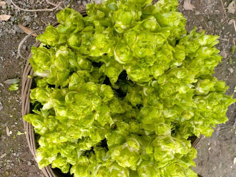 儿菜大量上市了哟