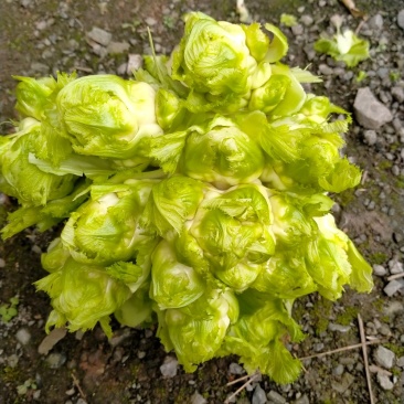 儿菜大量上市了哟