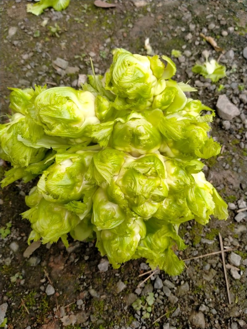 儿菜大量上市了哟