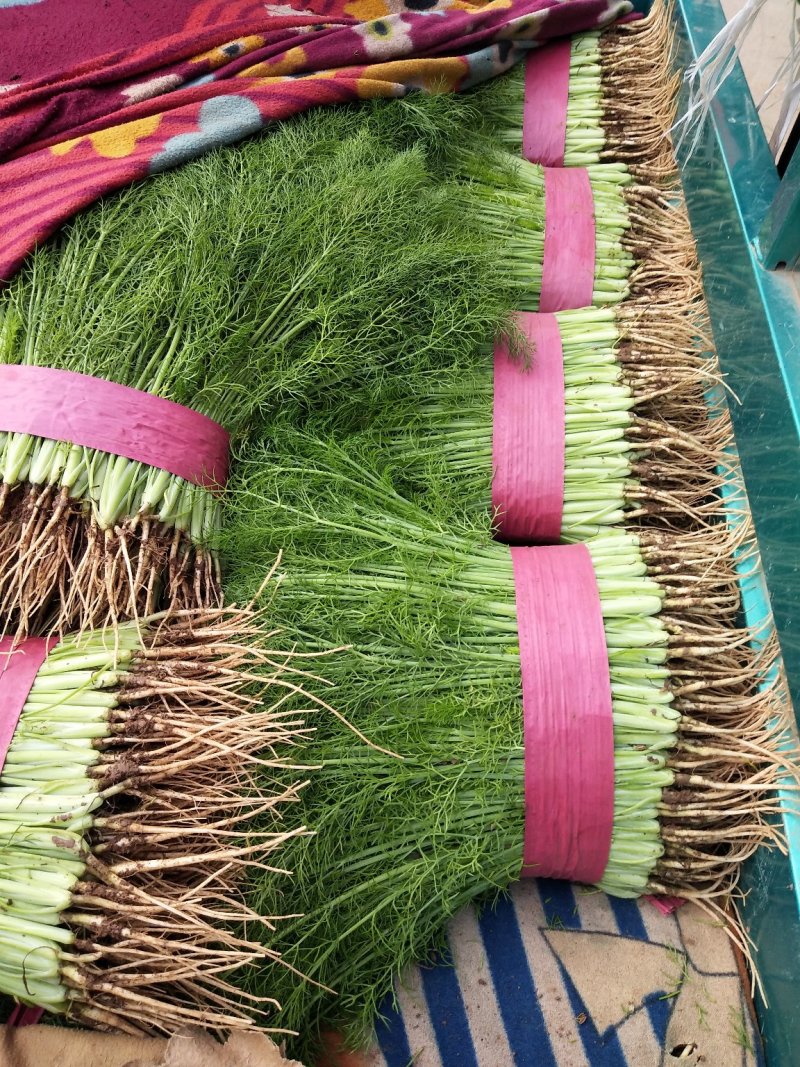 大量供应本地精选茴香产地直销保质保量，欢迎老板前来咨