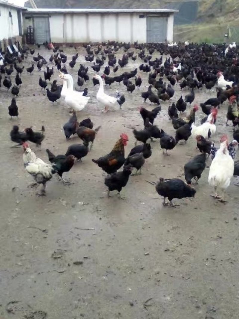 富硒鸡蛋