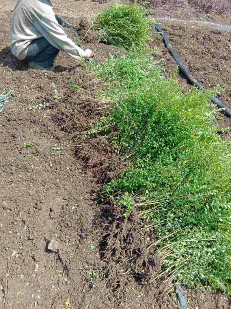 小叶女贞苗~四季常青女贞树苗小苗不落叶绿化苗木篱笆专用