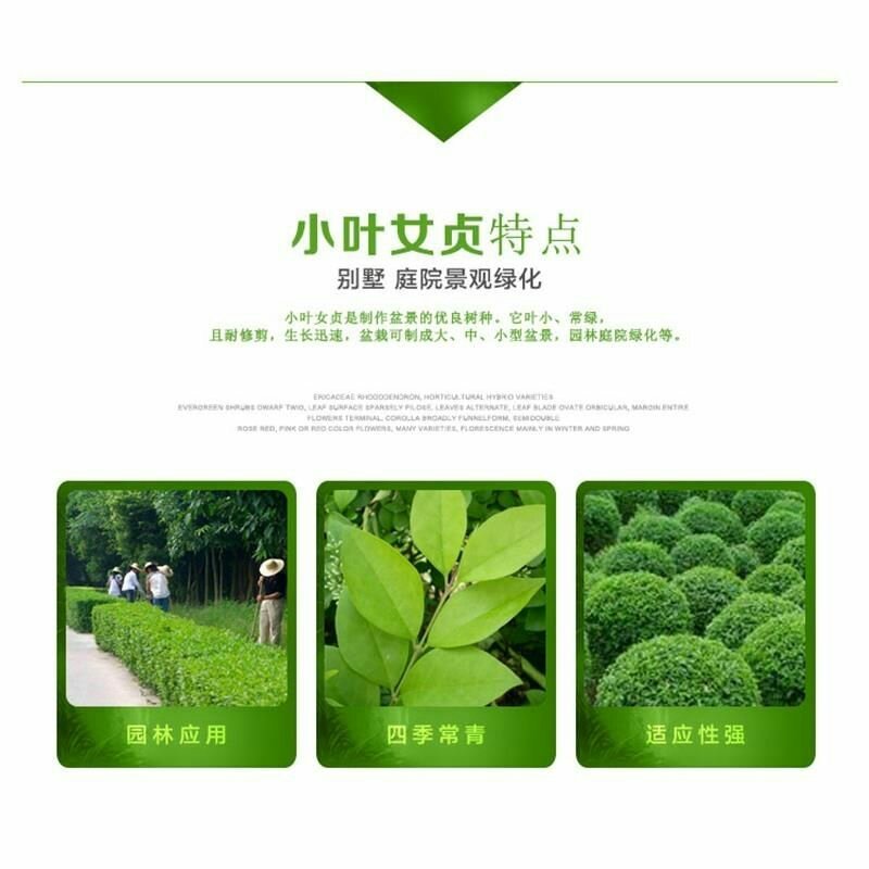 小叶女贞苗~四季常青女贞树苗小苗不落叶绿化苗木篱笆专用
