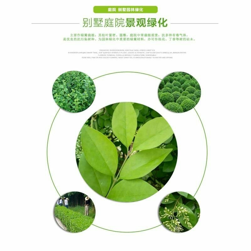 小叶女贞苗~四季常青女贞树苗小苗不落叶绿化苗木篱笆专用
