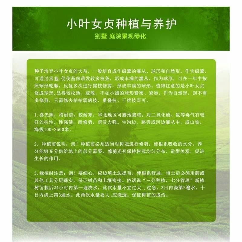 小叶女贞苗~四季常青女贞树苗小苗不落叶绿化苗木篱笆专用