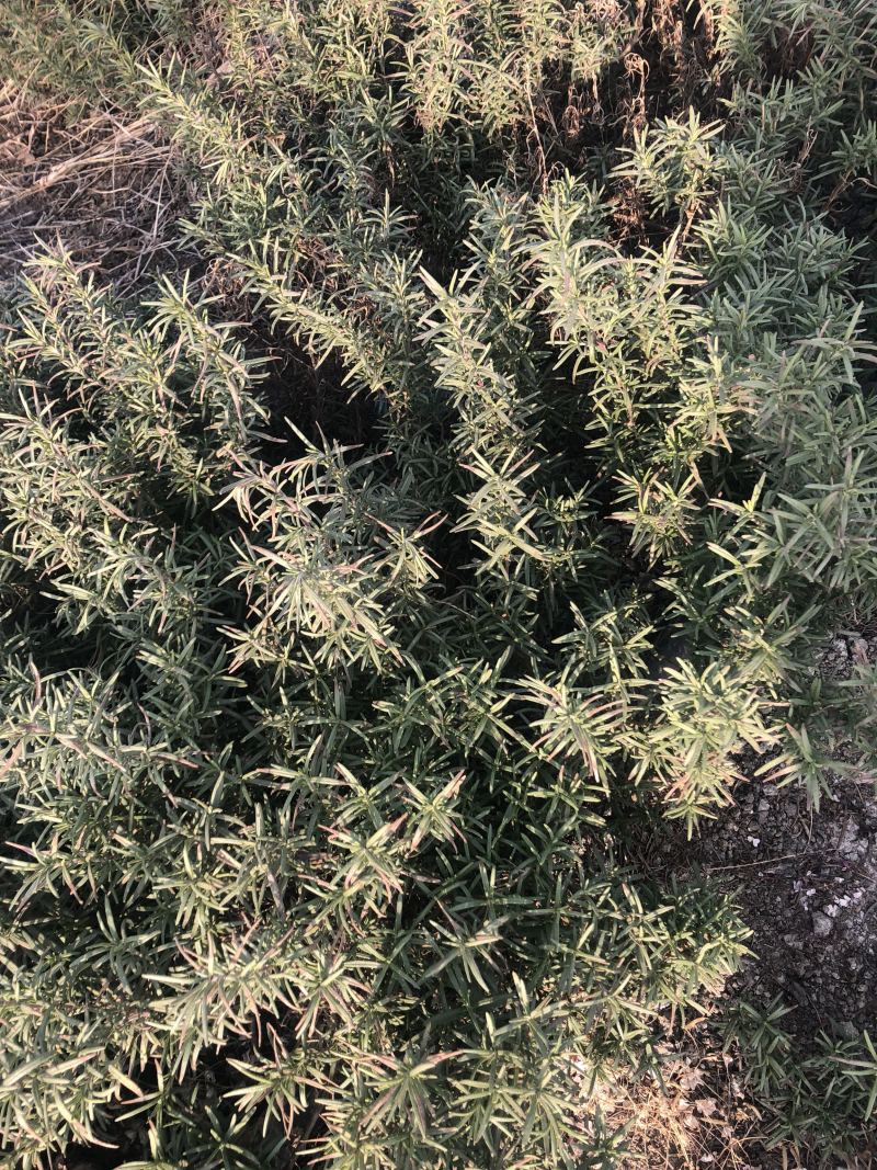 专业香草基地供应迷迭香大苗