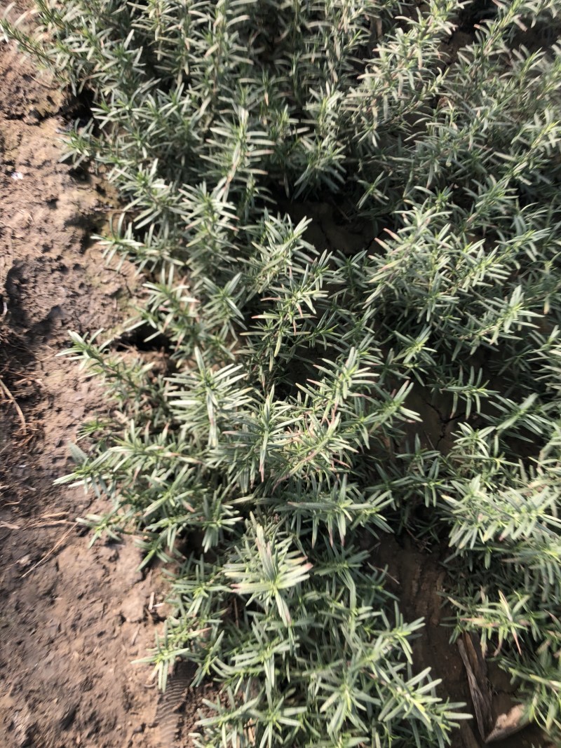 专业香草基地供应迷迭香大苗