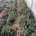 专业香草基地供应迷迭香大苗