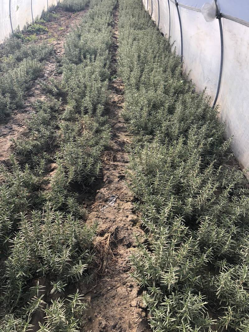 专业香草基地供应迷迭香大苗