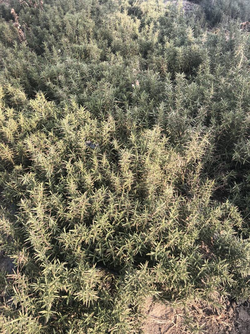 专业香草基地供应迷迭香大苗