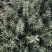 专业香草基地供应迷迭香大苗