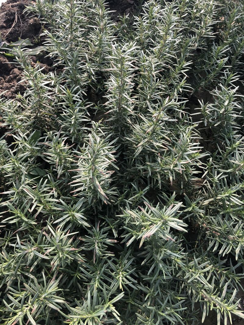 专业香草基地供应迷迭香大苗