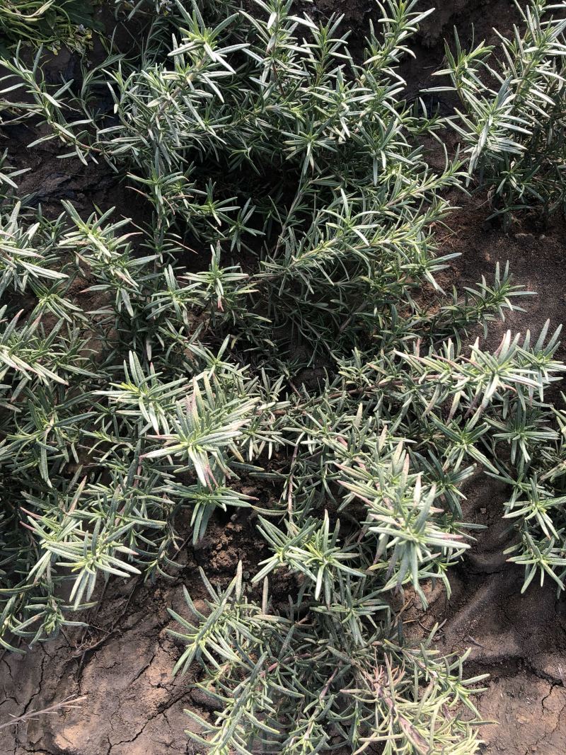 专业香草基地供应迷迭香大苗