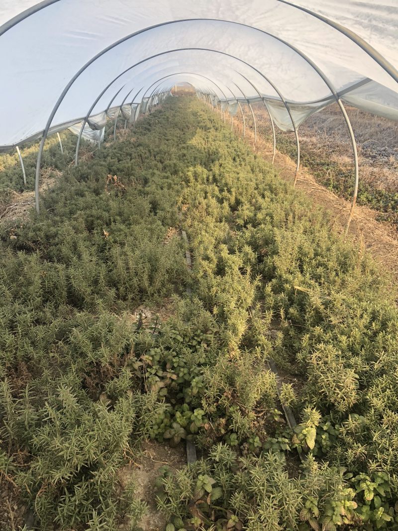 专业香草基地供应迷迭香大苗
