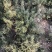 专业香草基地供应迷迭香大苗