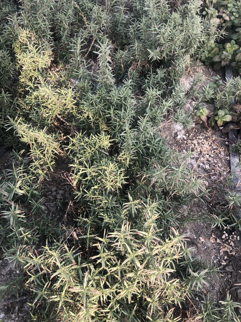 专业香草基地供应迷迭香大苗