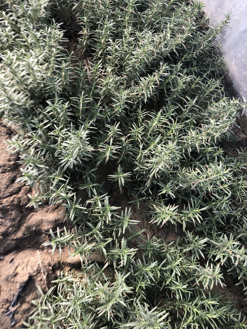 专业香草基地供应迷迭香大苗