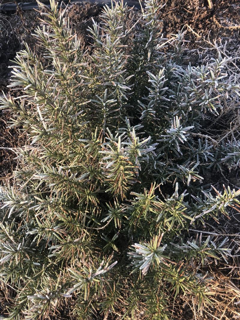 专业香草基地供应迷迭香大苗