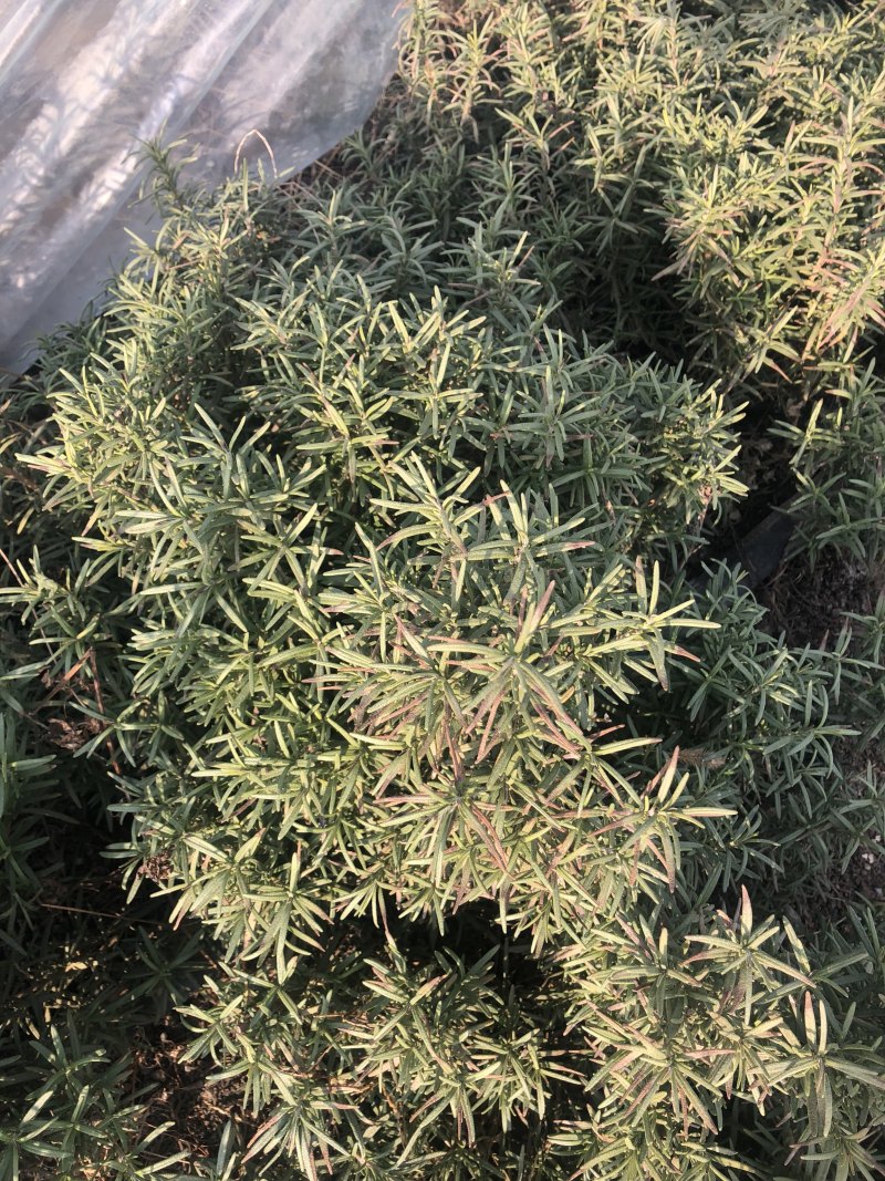 专业香草基地供应迷迭香大苗