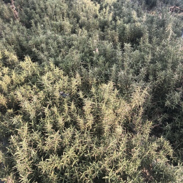 专业香草基地供应迷迭香大苗