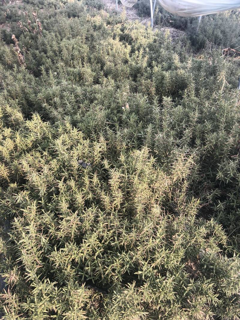 专业香草基地供应迷迭香大苗