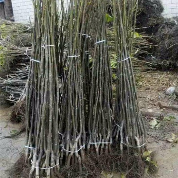 优质核桃苗