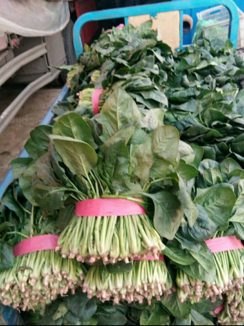 (热卖产品)山东聊城大叶菠菜，货发全国，上货量大
