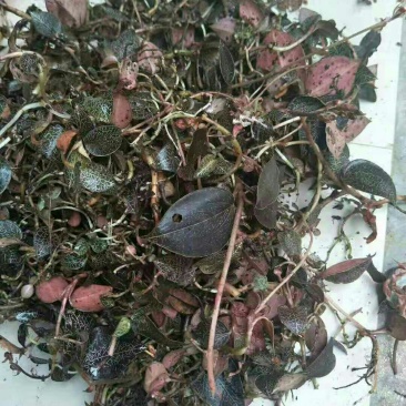 金线莲