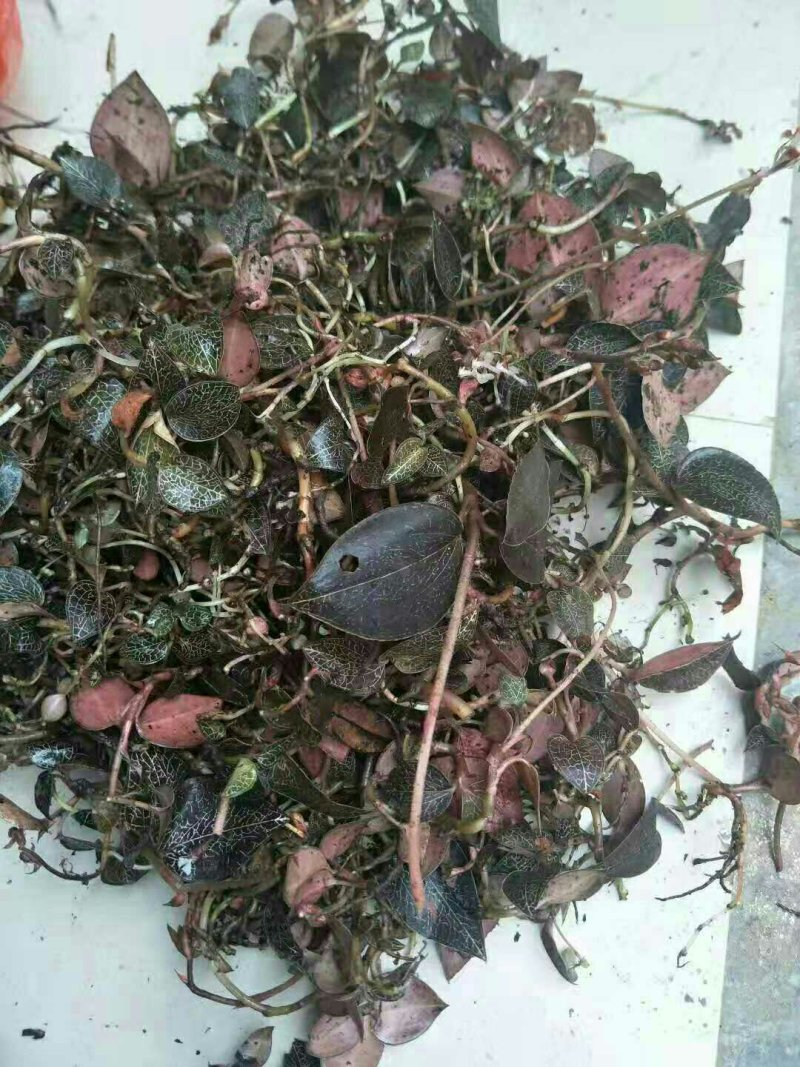 金线莲